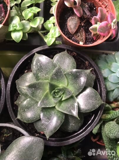 Редкие суккуленты