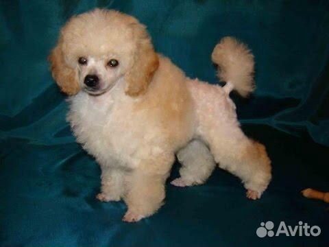 Стрижка собак декоративных пород с выездом