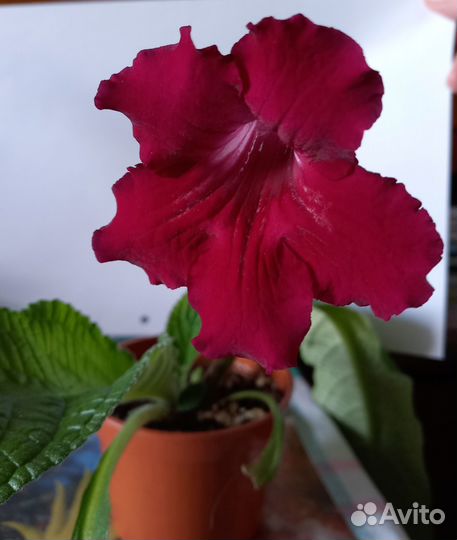 Стрептокарпус