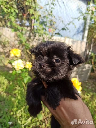 Йоркширский терьер щенки