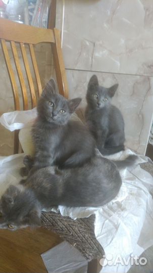 Котята в добрые руки