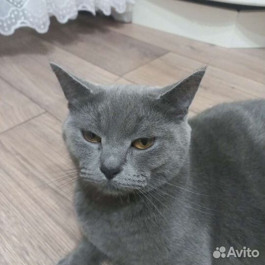 Британская короткошерстная кошка