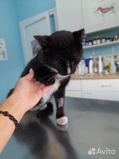 Кот бесплатно