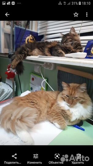 Кот 