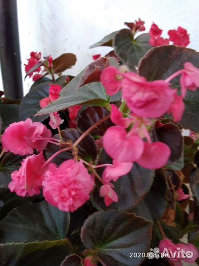 Бегонии 7 видов