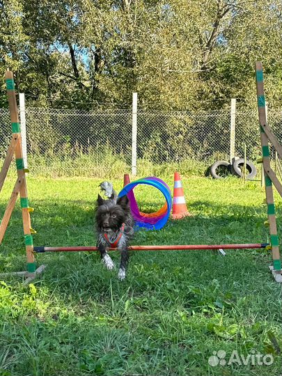 Дрессировка собак