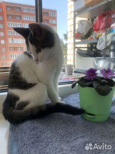 Котенок в добрые руки