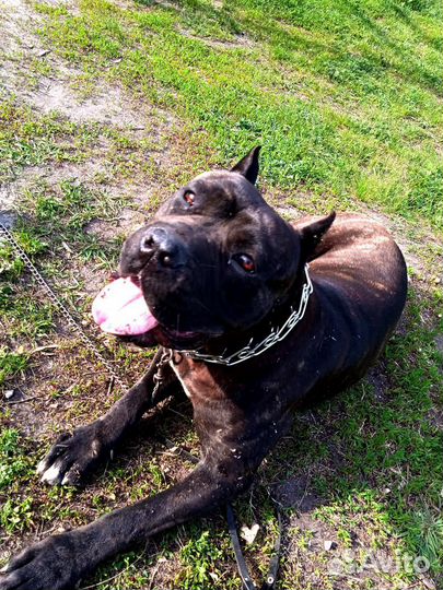 Кане Корсо вязка