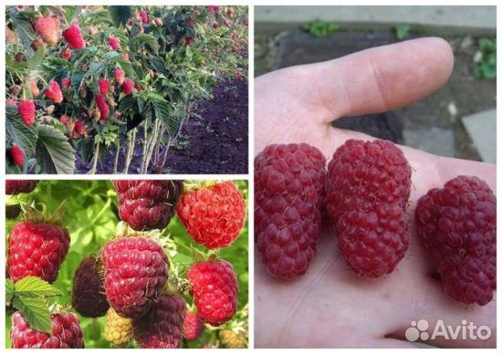 Дерево малина