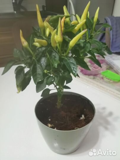 Перец декоративный острый комнатный