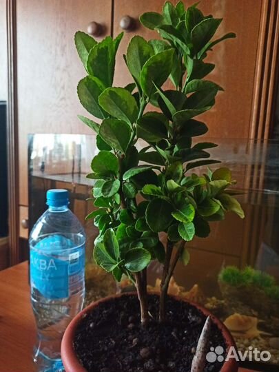 Барбарис и педилантус