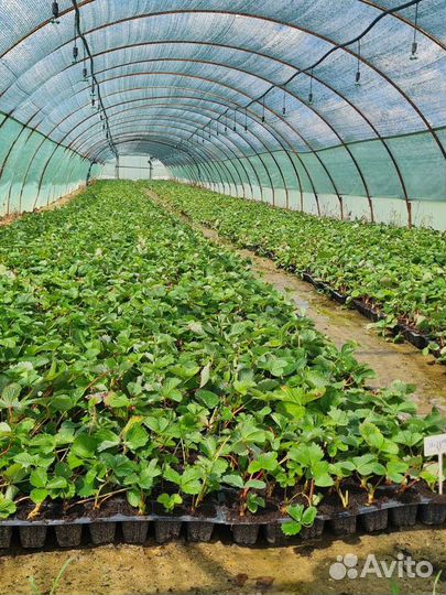 Саженцы клубники