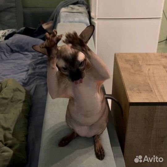 Билет на любое мероприятие