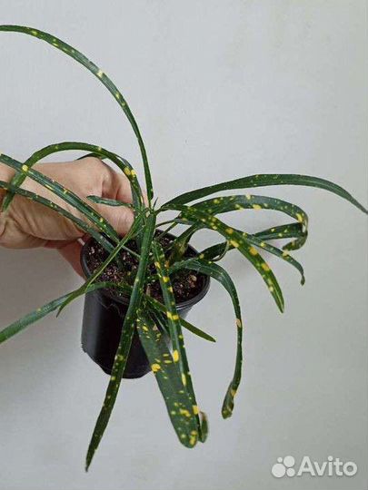 Кротон Аукуба Комнатные растения Цветы