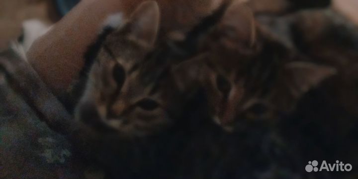 Котята в добрые руки даром бесплатно