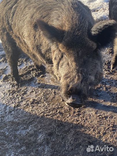 Дикий кабан