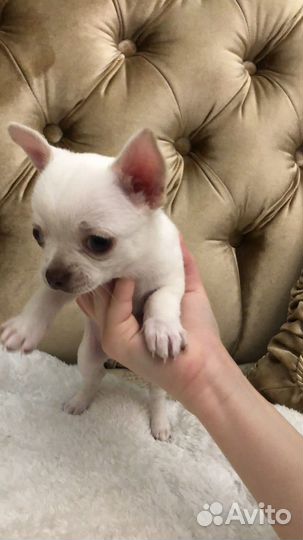 Щенки чихуахуа мини