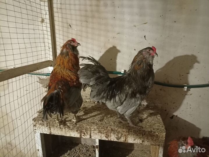 Цыплята. Куры. Петухи
