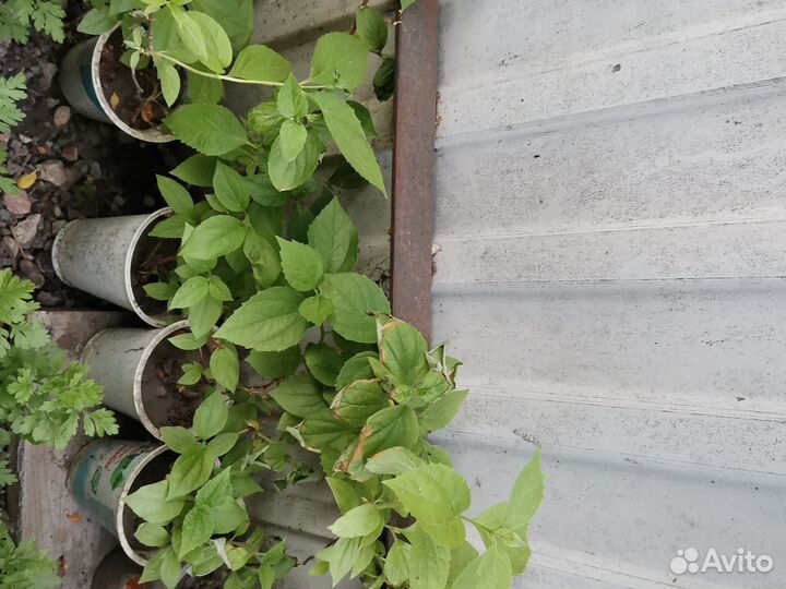 Чубушник (жасмин)