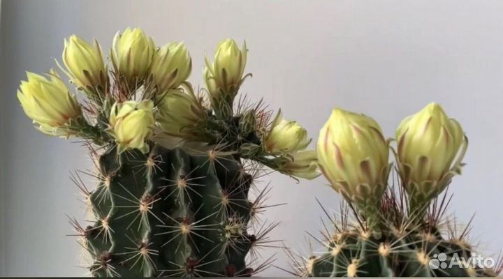 Кактус телокактус