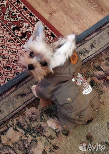 Одежда для собак мелких пород мальчик