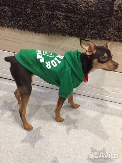 Кофта для собаки
