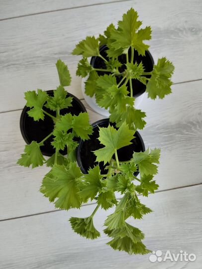 Пеларгония герань