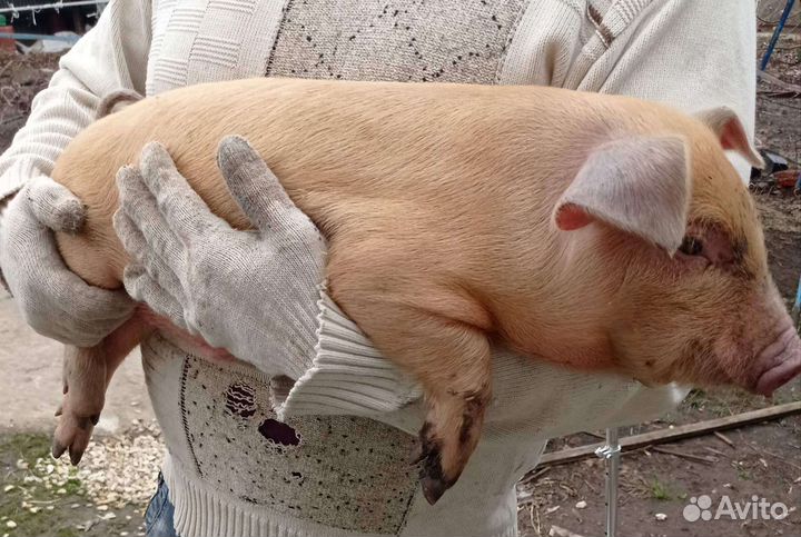 Поросята.Хряк на вязку