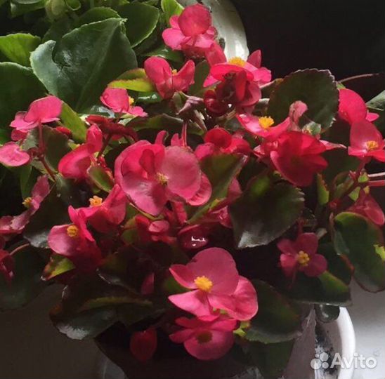 Бегония номер для связи