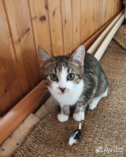 Котёнок на удачу