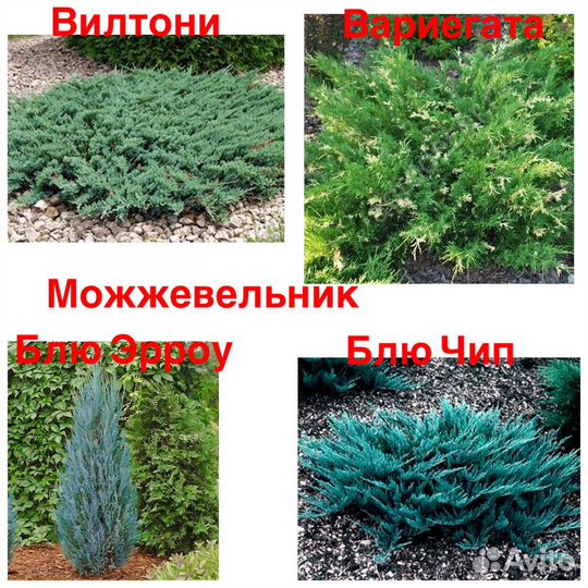 Можжевельник, Кипарисовик и др