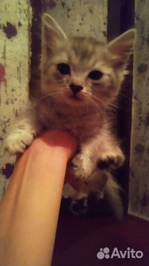 Котята в дар бесплатно