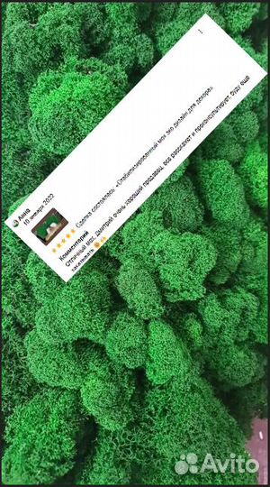 Стабилизированный мох для декора стен и помещений