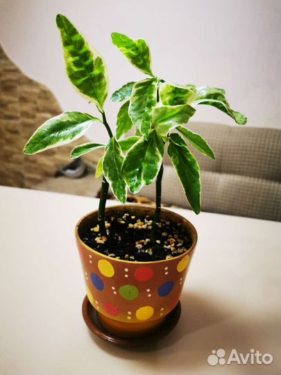 Педилантус