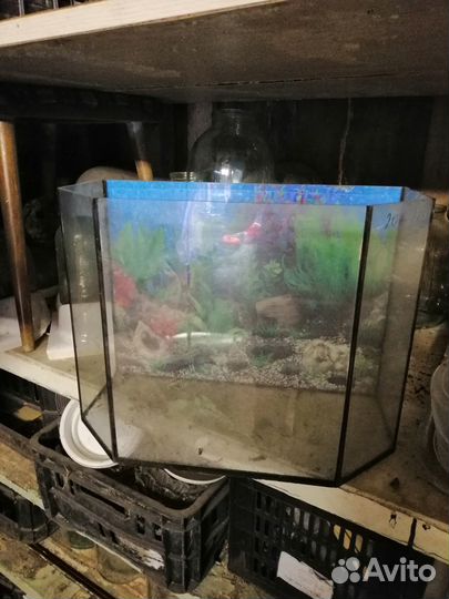 Аквариум