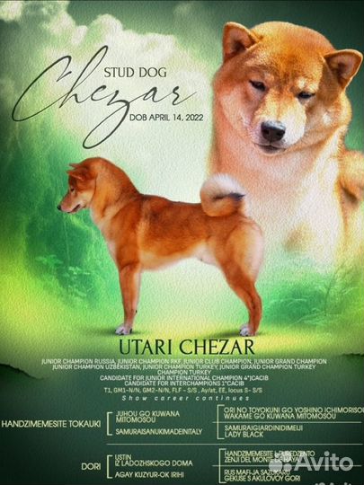 Вязка сиба ину