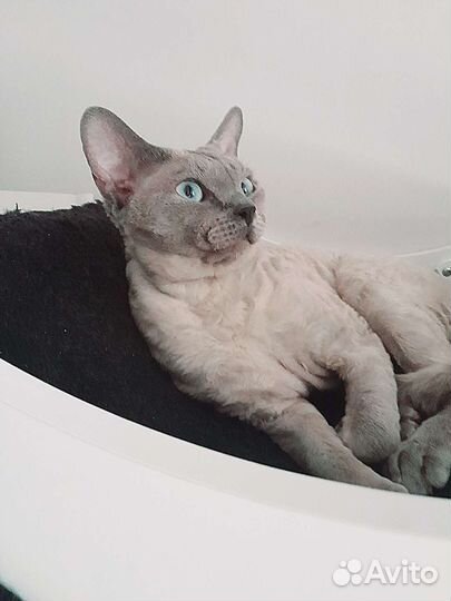 Девон рекс вязка