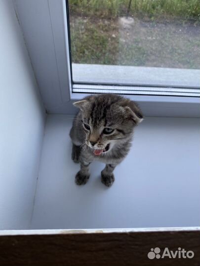 Котенок бесплатно