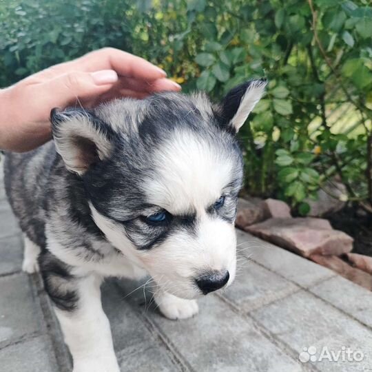 Щенки сибирской хаски