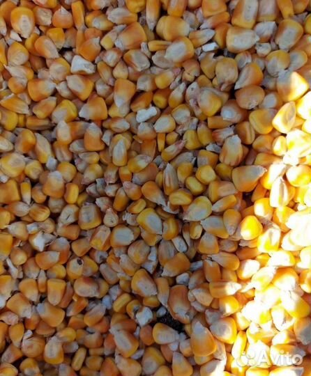 Подсолнечник, Кормовая кукуруза корма