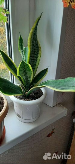 Сансевиерия или щучий хвост
