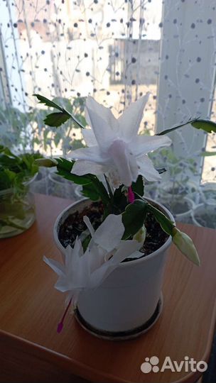 Шлюмбергера (декабрист)