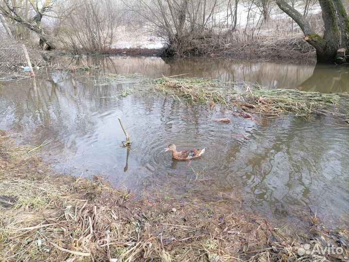 Утки подсадные для охоты