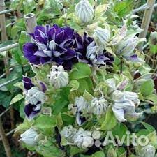 Саженцы клематиса