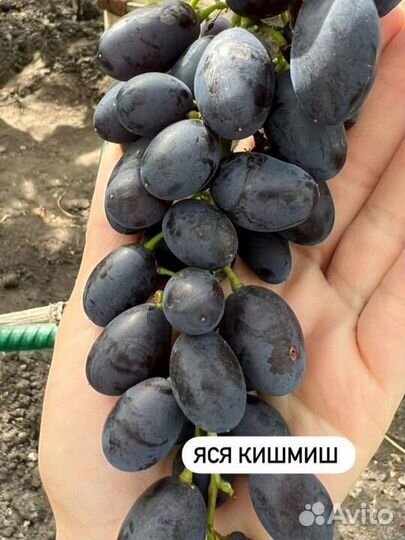 Виноград сортовой