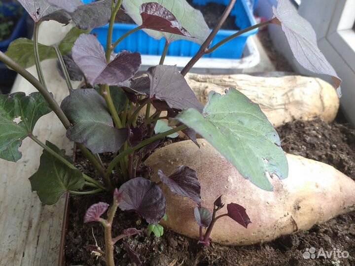 Рассада батата