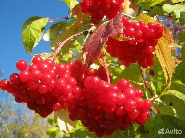 Калина свежая