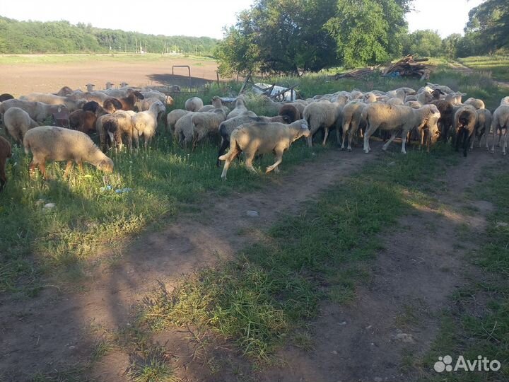 Ярки бараны ягнята