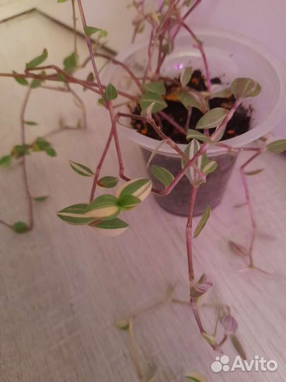 Кализия триколор