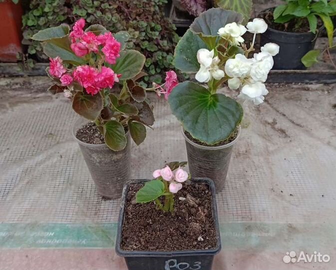 Бегония вечноцветущая махровая